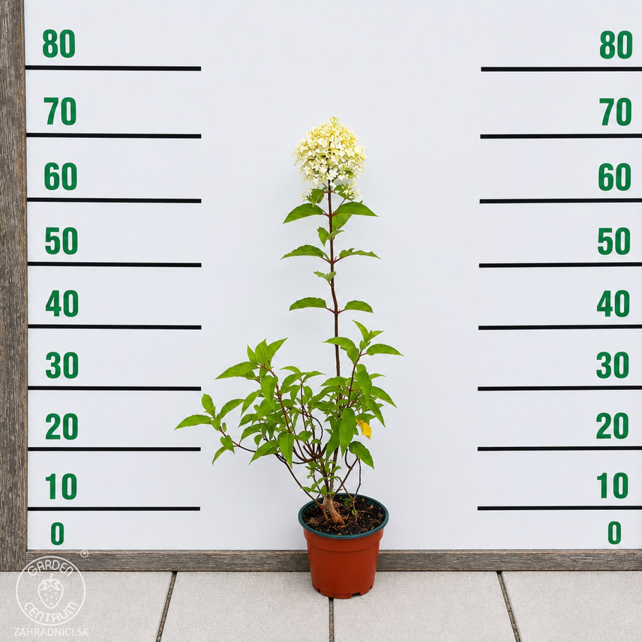 Obrázok Hortenzia metlinatá (Hydrangea paniculata) ‘LIVING PINK & ROSE’® by LIVING CREATIONS® - výška 40-60 cm, kont. C1,5L